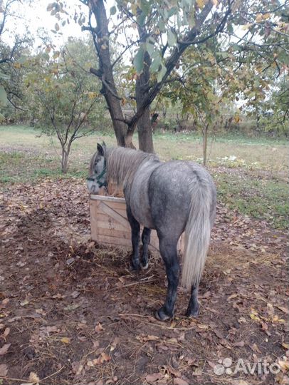 Жеребец 3 года