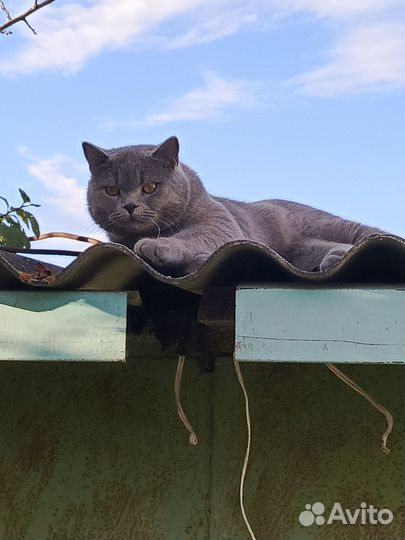Британский кот