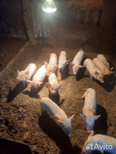 Поросята ландрас