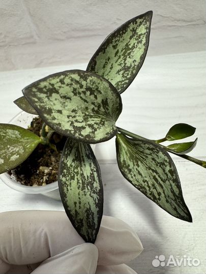 Хойя Collina Papua Splash