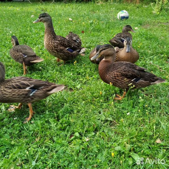Утки подсадные. Аренда
