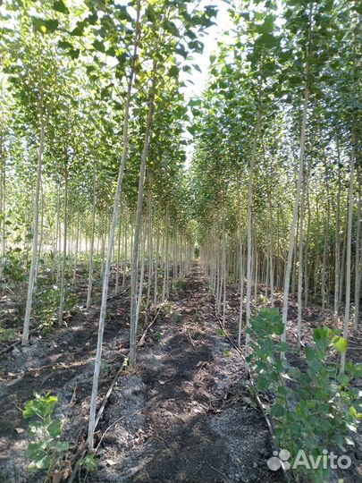 Тополь китайский тополь берлинский пирамидальный