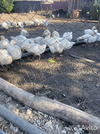 Гуси 3 месяца