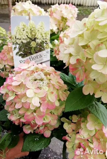 Гортензия новинки серии PAN