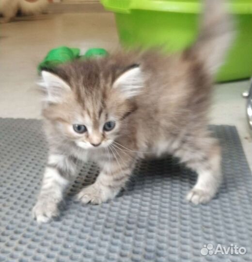 Котята пушистые