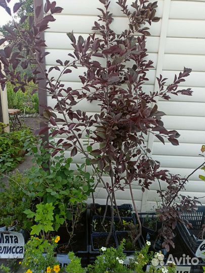 Саженцы черемухи Неубиенная