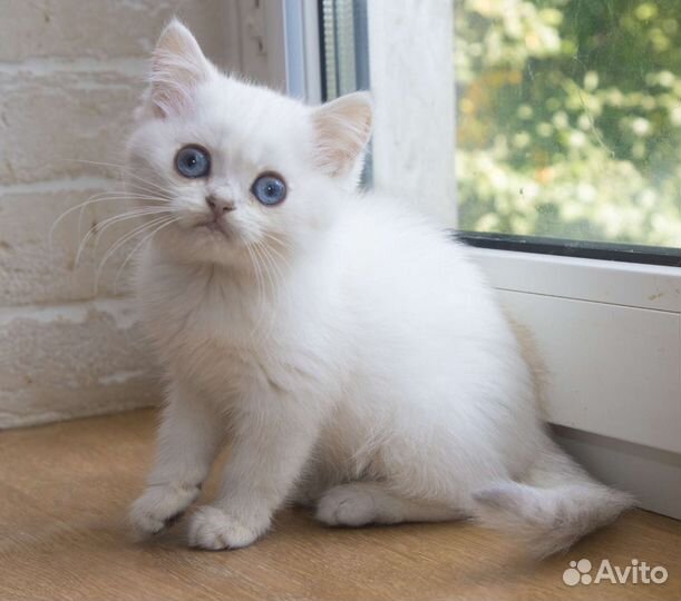 Британские котята с синими глазами