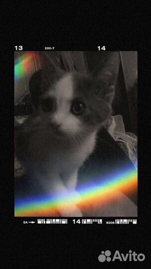 Отдам котенка в добрые руки