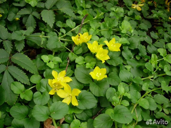 Многолетники для сада цветы