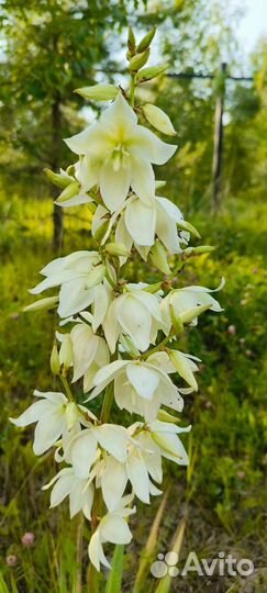 Живучка, хосты