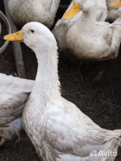 Утка гусь