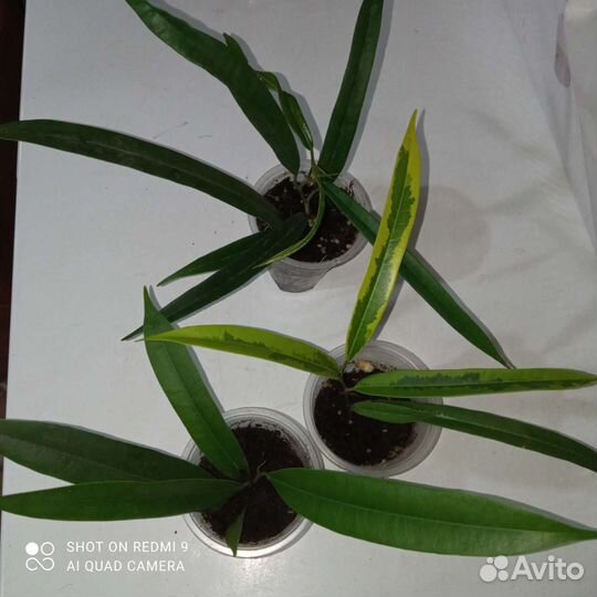 Фикусы разные