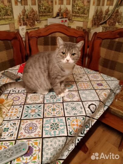 Котик добрые руки