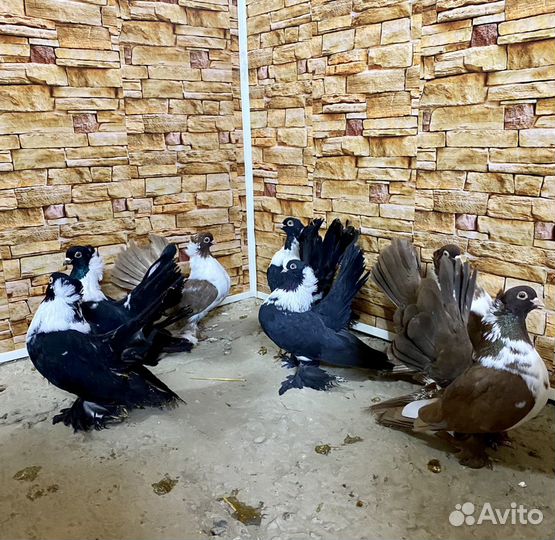 Статные голуби