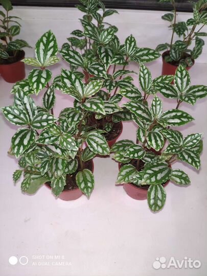 Пилея 3 сорта