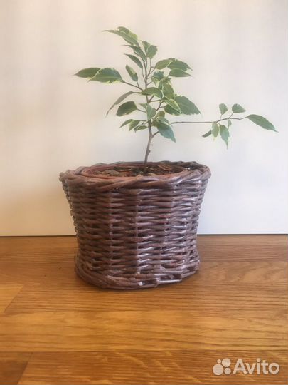 Кашпо для цветов