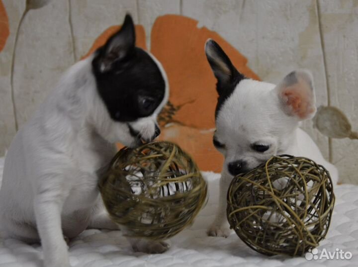 Чихуахуа mini и micro РКФ