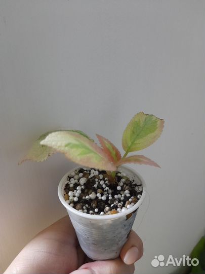 Эписция акварельная