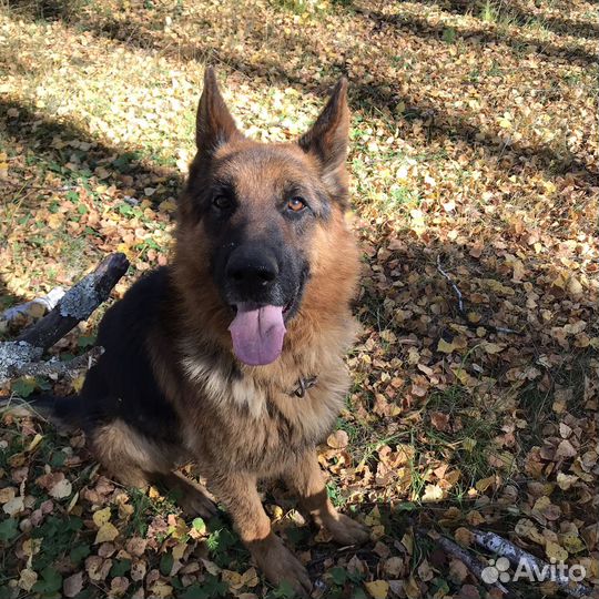 Ищем невесту