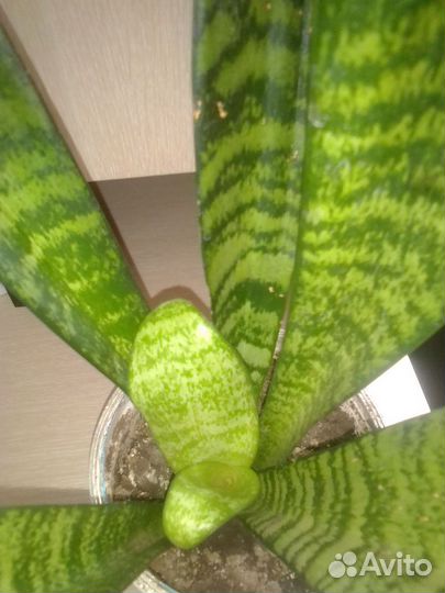 Сансевиерия