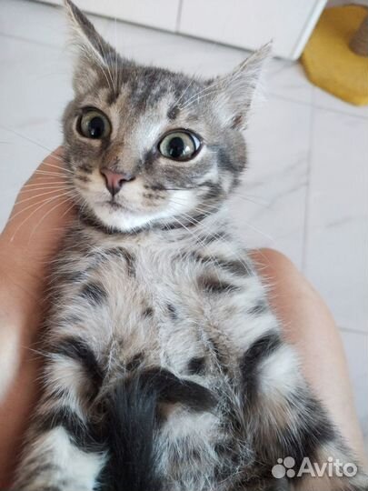 Котенок мальчик