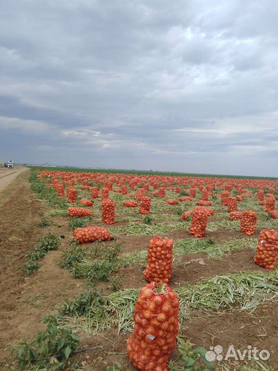 Лук репчатый оптом