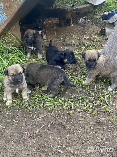 Щенки