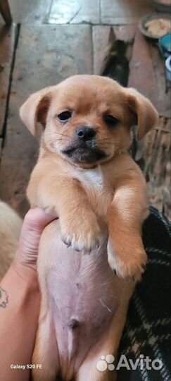 Мальчик в добрые руки