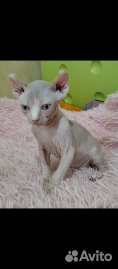 Кошечка сфинкс