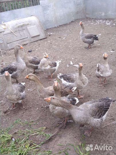 Гуси на племя