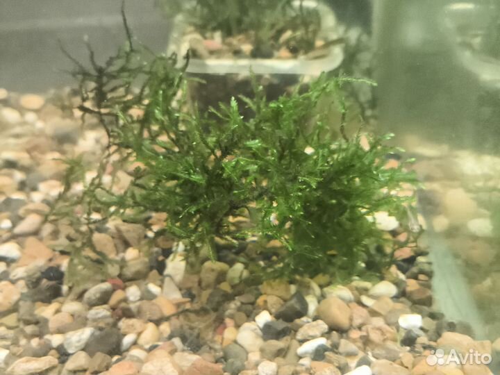 Красная шапочка