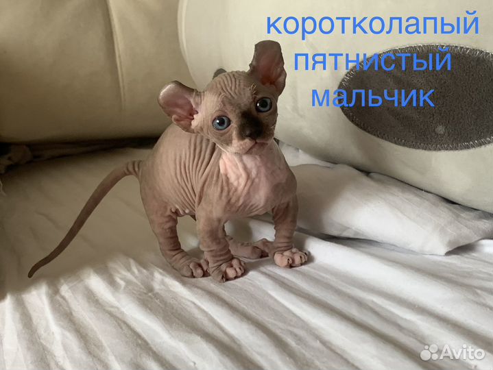 Канадский сфинкс двельф котенок