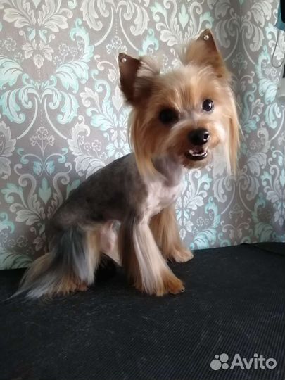 Груминг для собак