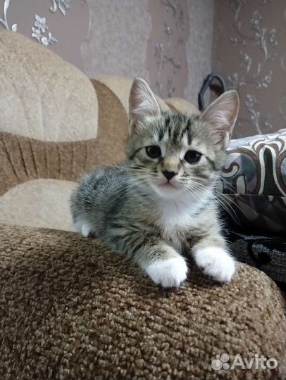 Котята