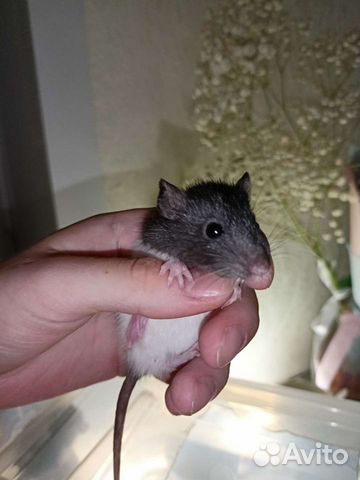 Малышки крыски дамбо объявление продам