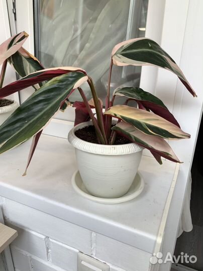 Строманта триколор