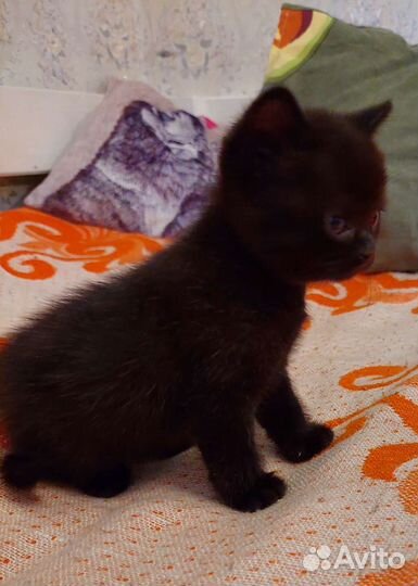 Шотландская кошечка