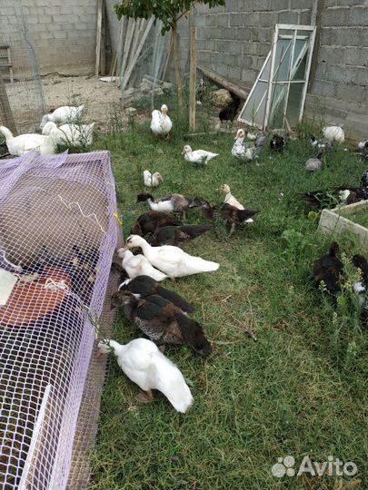 Гуси, индоутки