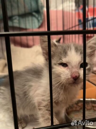 Котенок, выброшенный из машины