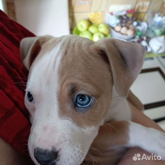 Питбуль девочка