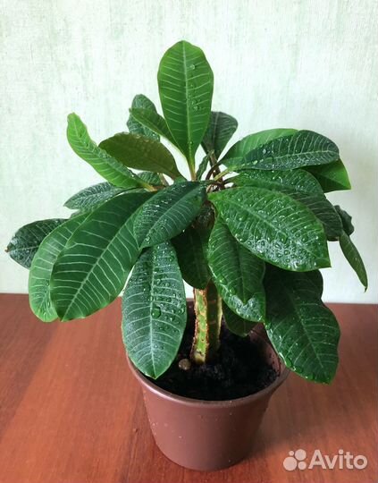 Пальмочка молодого молочая