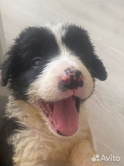 Щенки сао алабай в добрые руки