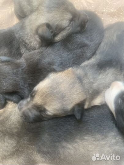 Щенки бесплатно