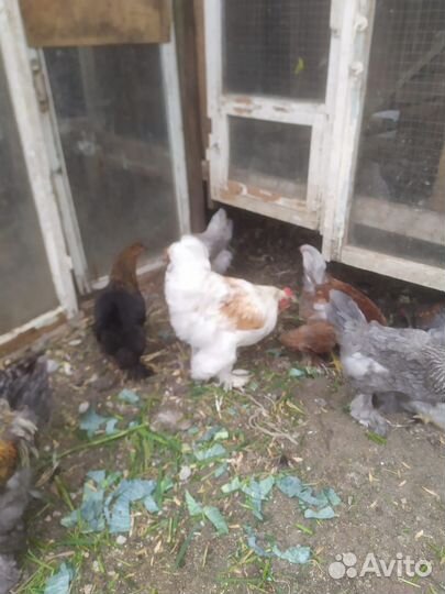 Куры петухи