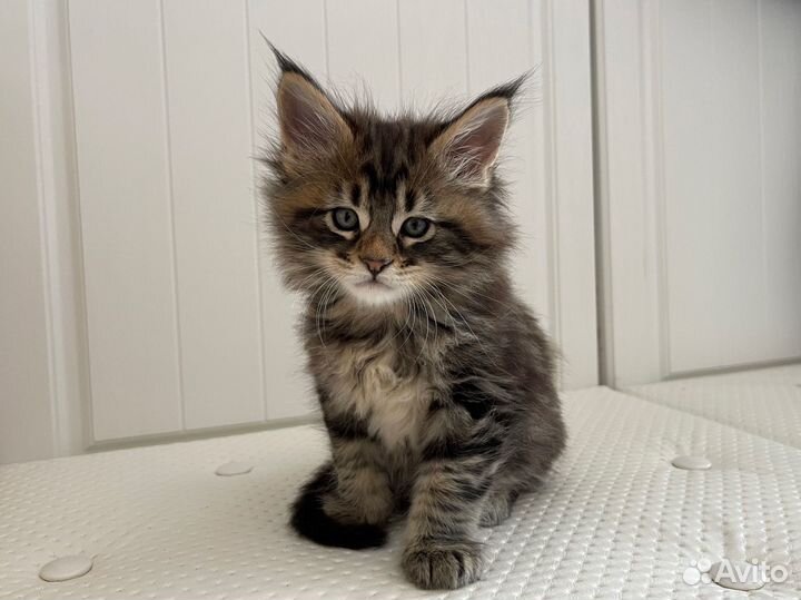 Котята мейн-кун черные и рыжие