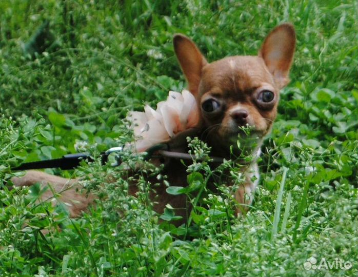 Чихуахуа - малышка девочка