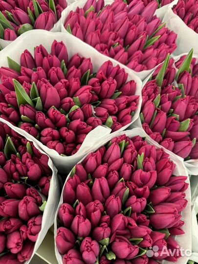 Букет из Тюльпанов (Голландия)