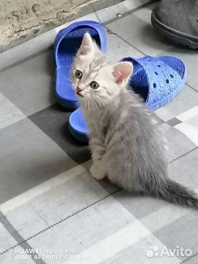 Кошка в дар бесплатно