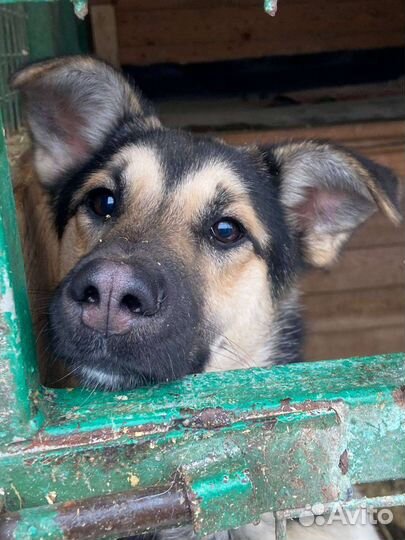 Собака из приюта бесплатно