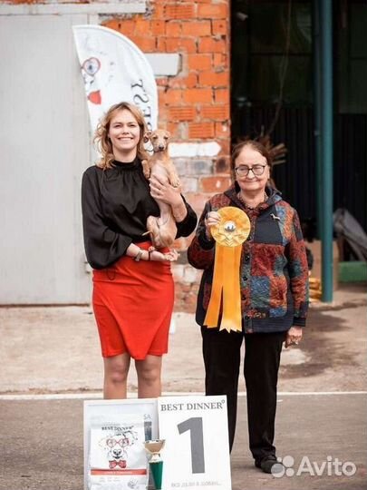 Левретка. вязка